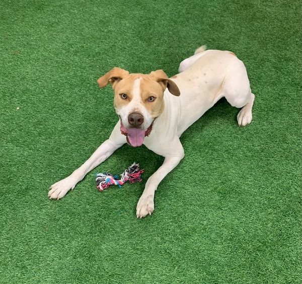 Ranger, an adoptable Pit Bull Terrier, Australian Cattle Dog / Blue Heeler in San Angelo , TX, 76904 | Photo Image 4