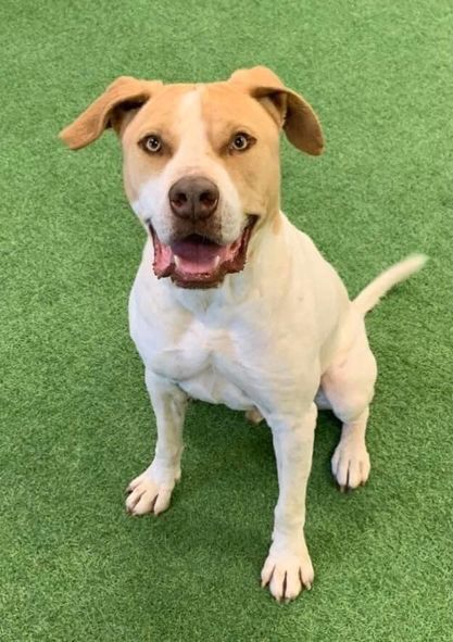 Ranger, an adoptable Pit Bull Terrier, Australian Cattle Dog / Blue Heeler in San Angelo , TX, 76904 | Photo Image 5