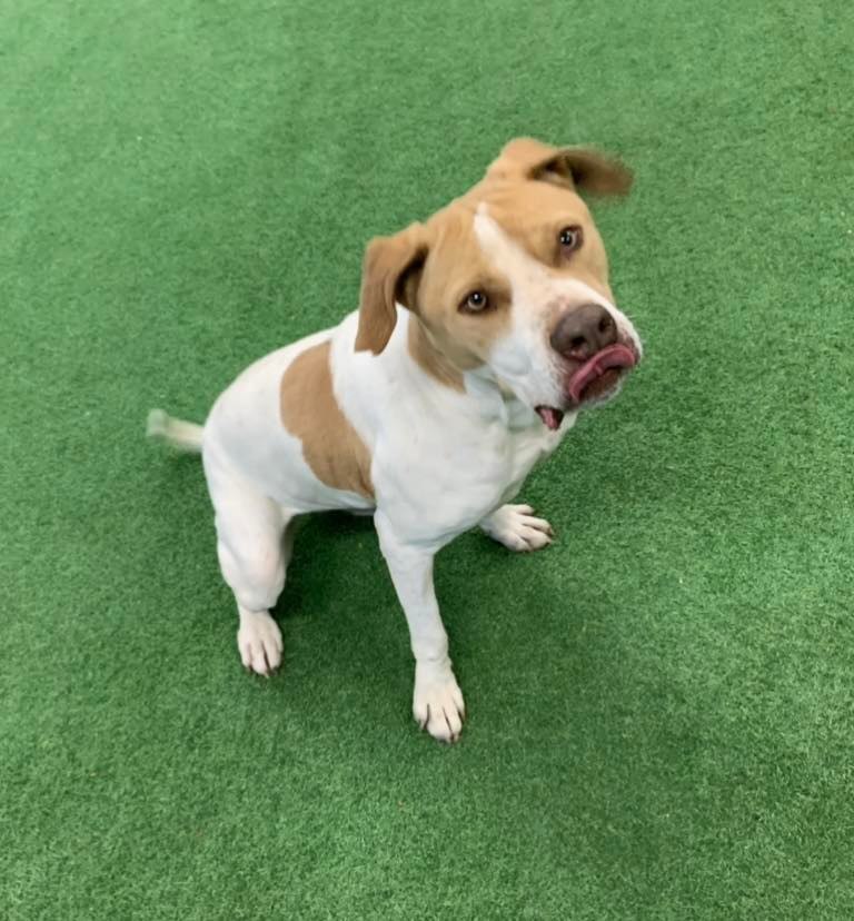 Ranger, an adoptable Pit Bull Terrier, Australian Cattle Dog / Blue Heeler in San Angelo , TX, 76904 | Photo Image 6