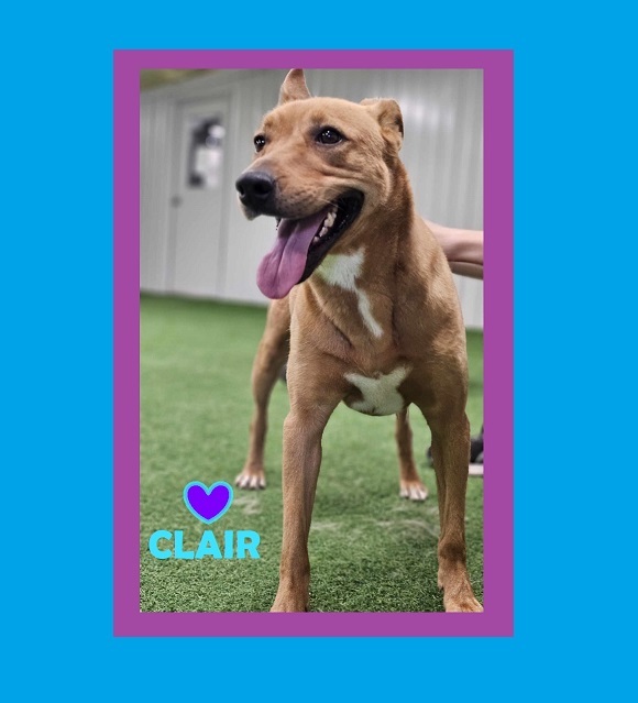 Clair, an adoptable German Shepherd Dog, Labrador Retriever in San Angelo , TX, 76904 | Photo Image 1