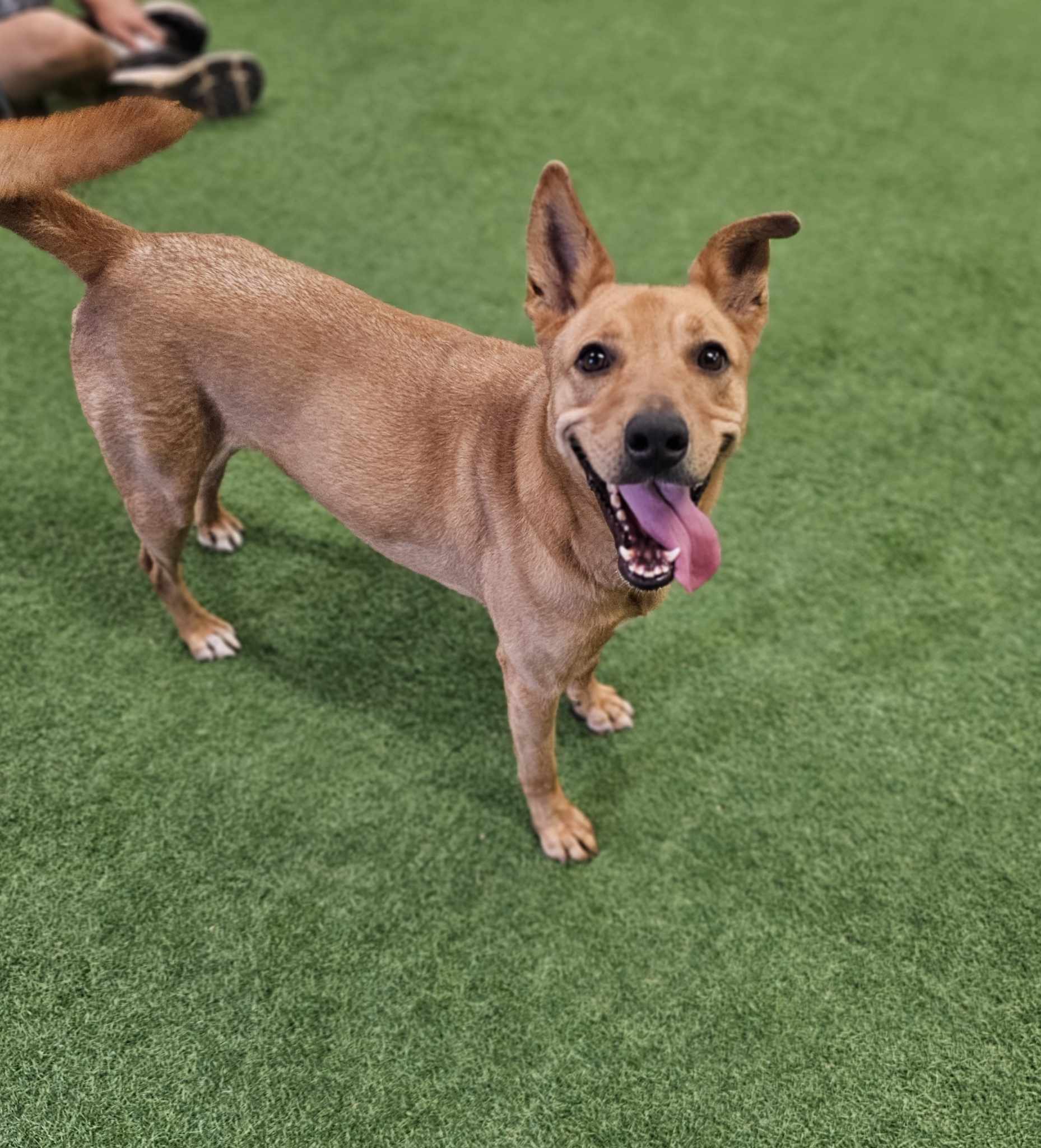 Clair, an adoptable German Shepherd Dog, Labrador Retriever in San Angelo , TX, 76904 | Photo Image 2