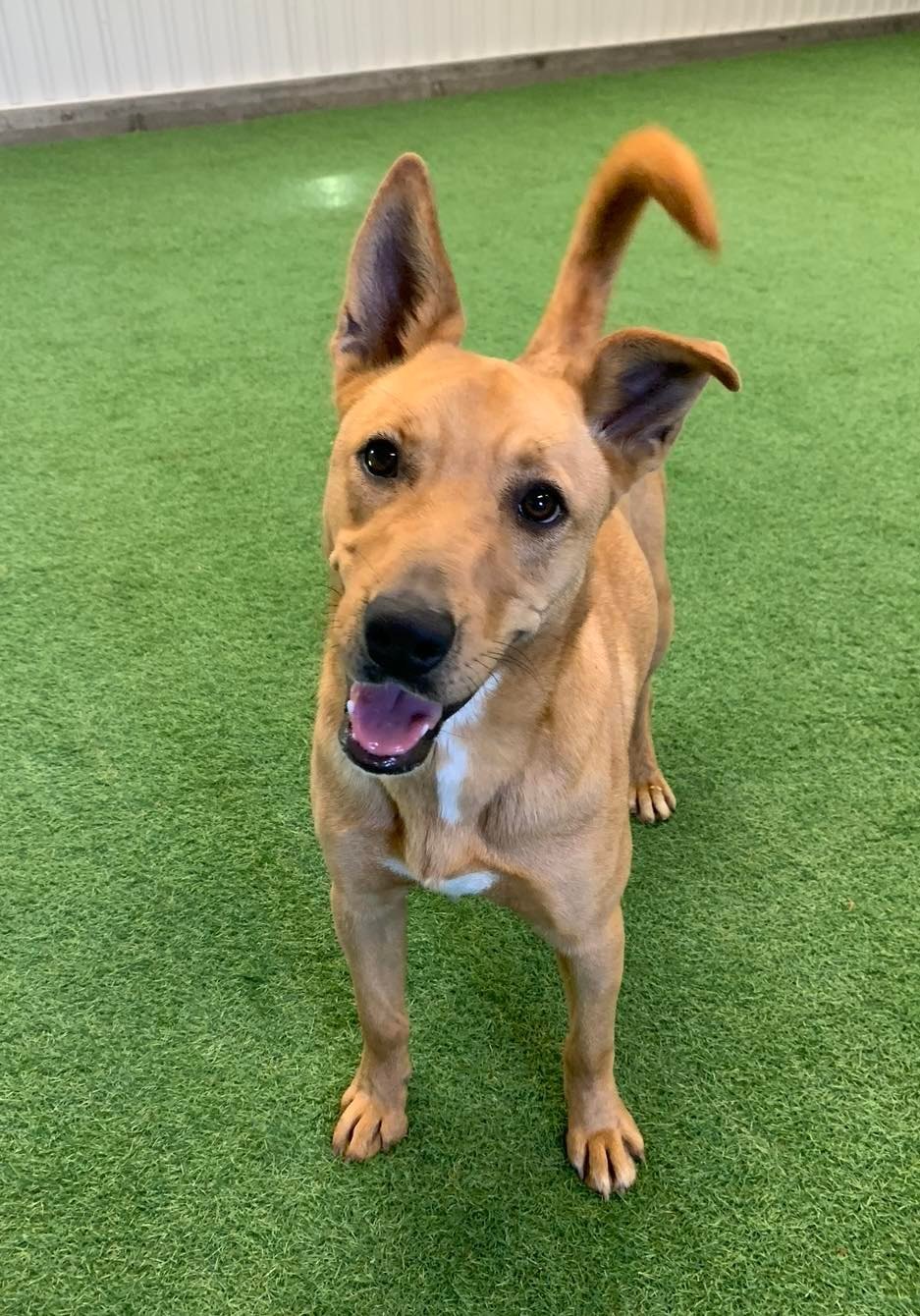 Clair, an adoptable German Shepherd Dog, Labrador Retriever in San Angelo , TX, 76904 | Photo Image 3