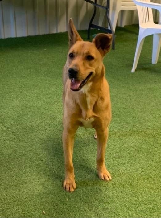 Clair, an adoptable German Shepherd Dog, Labrador Retriever in San Angelo , TX, 76904 | Photo Image 4