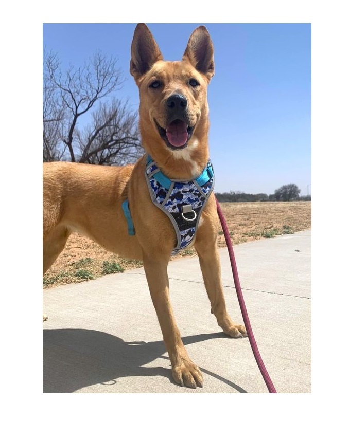 Clair, an adoptable German Shepherd Dog, Labrador Retriever in San Angelo , TX, 76904 | Photo Image 5