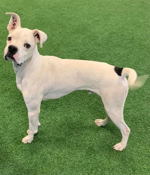 Kye, an adoptable Boxer in San Angelo , TX, 76904 | Photo Image 1