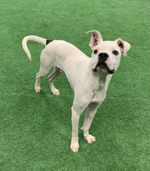 Kye, an adoptable Boxer in San Angelo , TX, 76904 | Photo Image 2