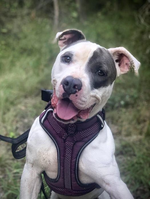 Grayson, an adoptable Pit Bull Terrier in San Angelo , TX, 76904 | Photo Image 1