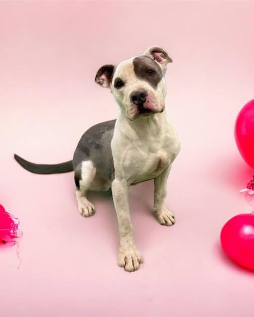 Grayson, an adoptable Pit Bull Terrier in San Angelo , TX, 76904 | Photo Image 2