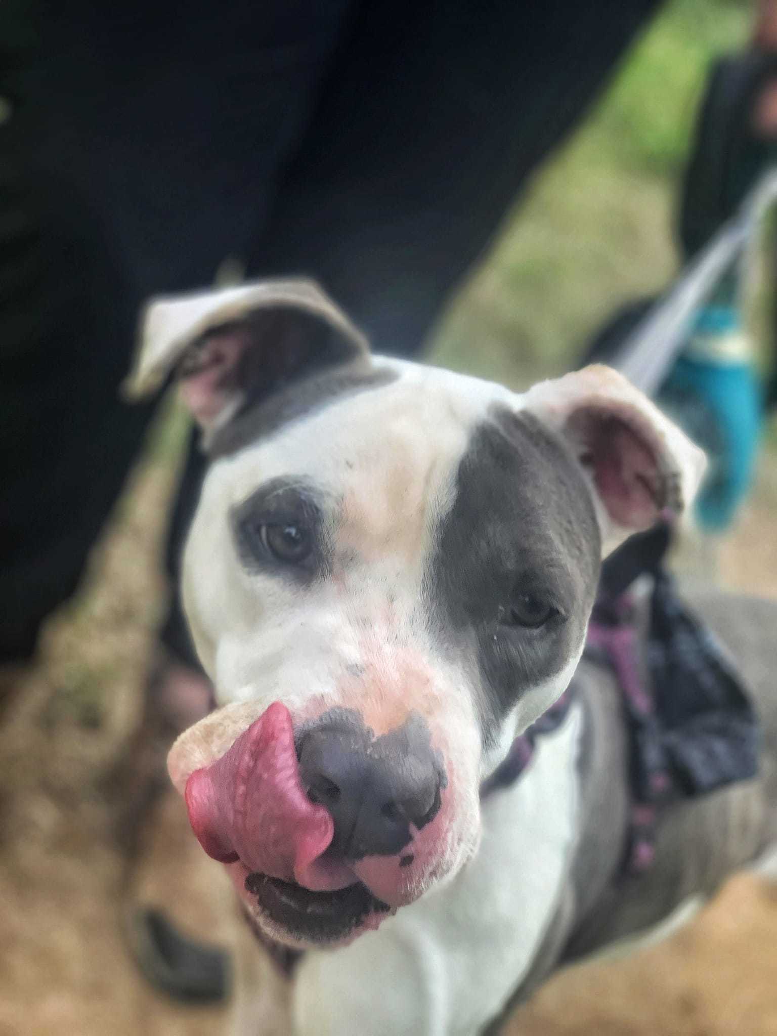 Grayson, an adoptable Pit Bull Terrier in San Angelo , TX, 76904 | Photo Image 3