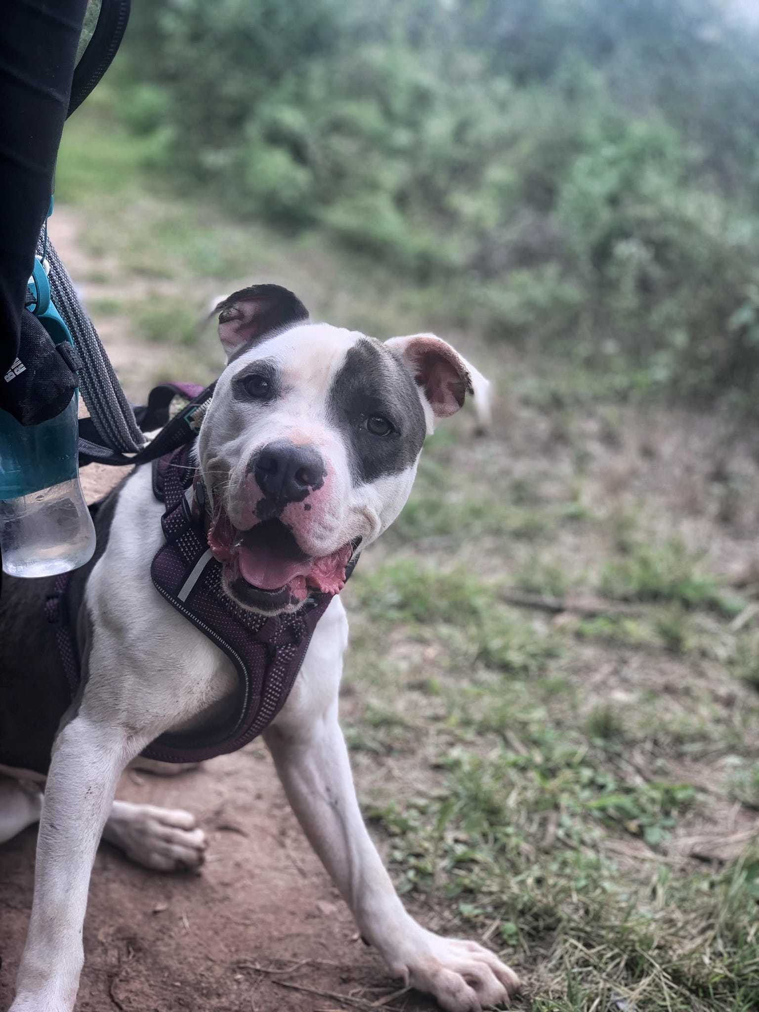 Grayson, an adoptable Pit Bull Terrier in San Angelo , TX, 76904 | Photo Image 4