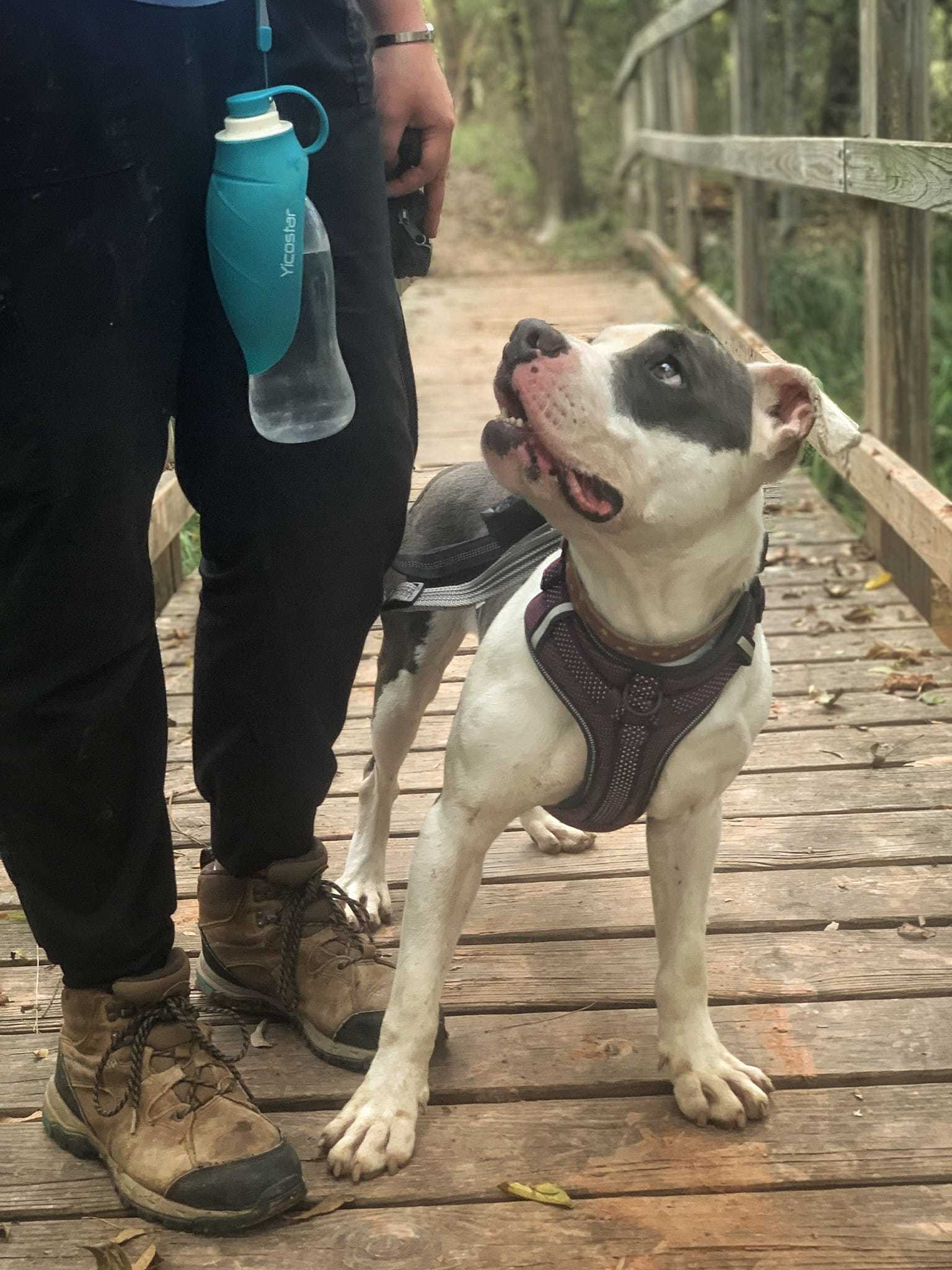 Grayson, an adoptable Pit Bull Terrier in San Angelo , TX, 76904 | Photo Image 5