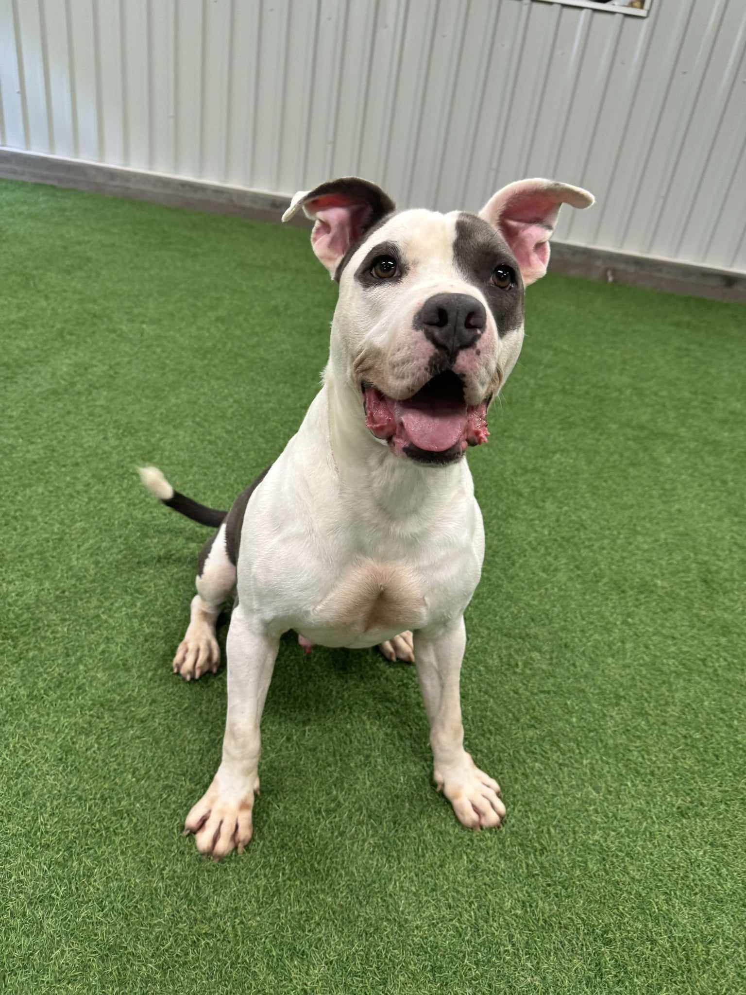 Grayson, an adoptable Pit Bull Terrier in San Angelo , TX, 76904 | Photo Image 6