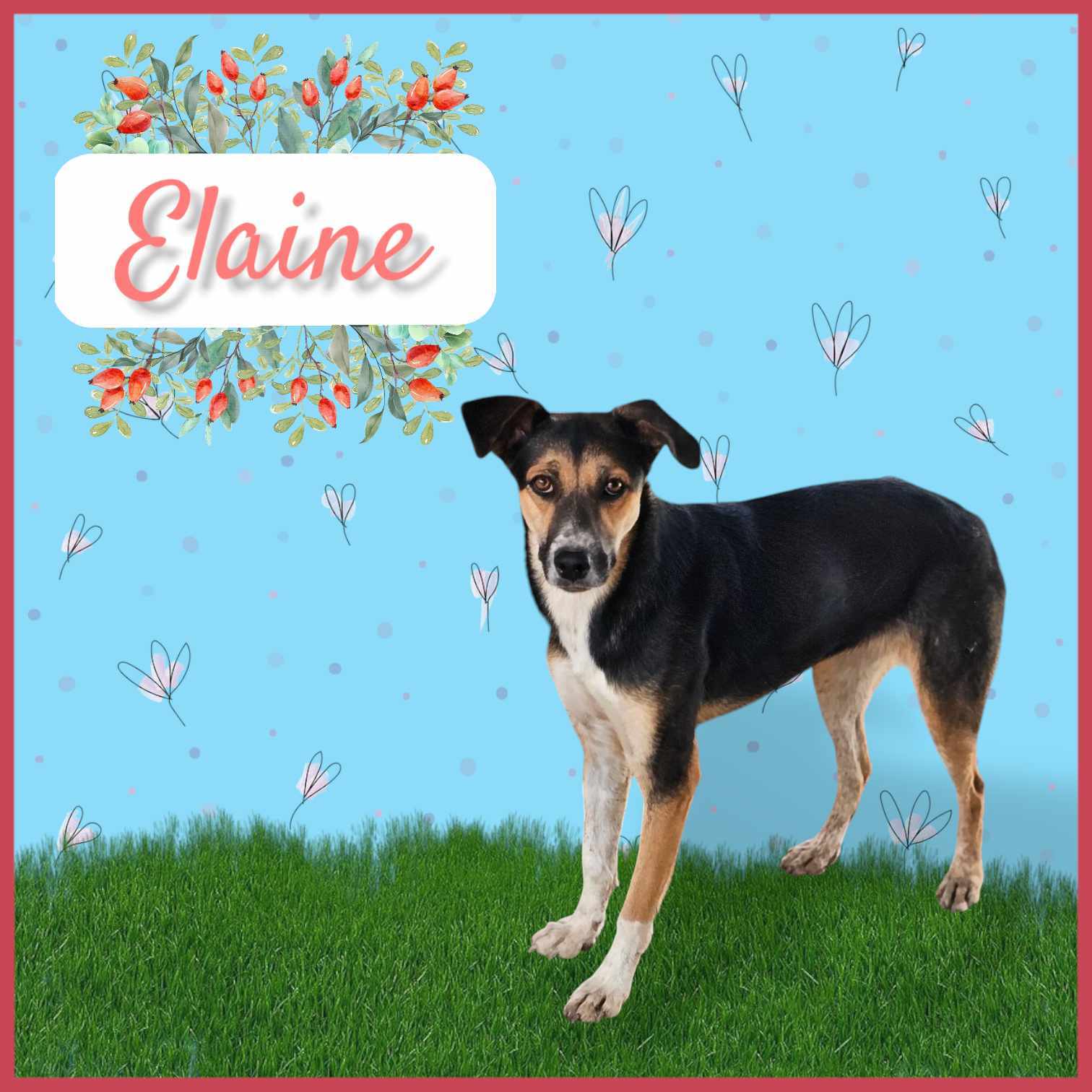 Elaine, an adoptable Australian Cattle Dog / Blue Heeler, German Shepherd Dog in San Angelo , TX, 76904 | Photo Image 1