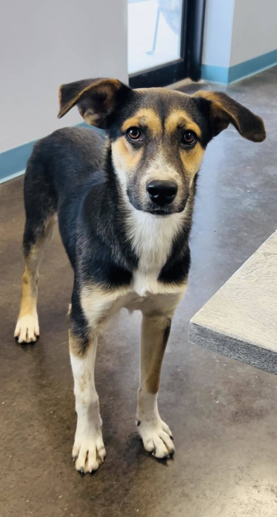 Elaine, an adoptable Australian Cattle Dog / Blue Heeler, German Shepherd Dog in San Angelo , TX, 76904 | Photo Image 2