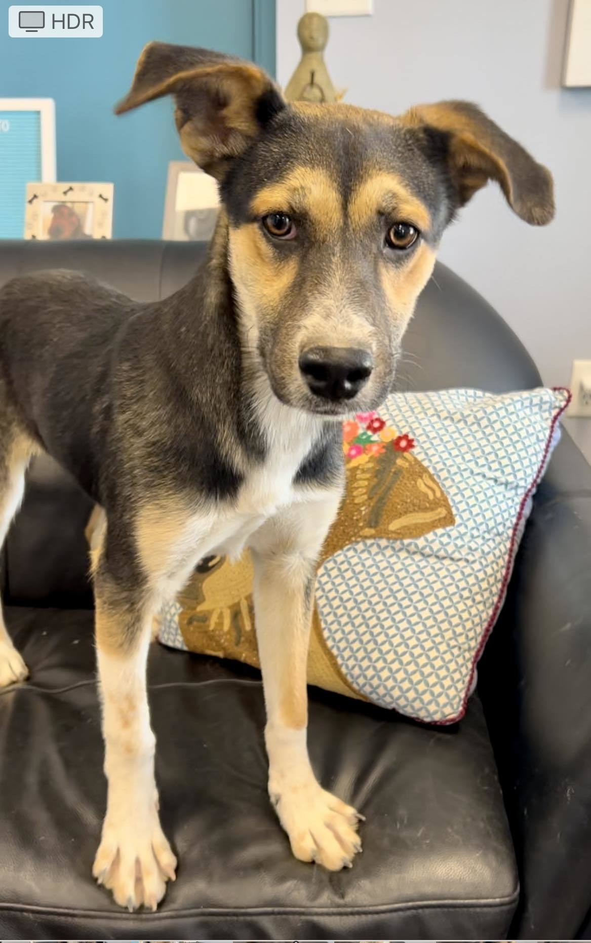 Elaine, an adoptable Australian Cattle Dog / Blue Heeler, German Shepherd Dog in San Angelo , TX, 76904 | Photo Image 3
