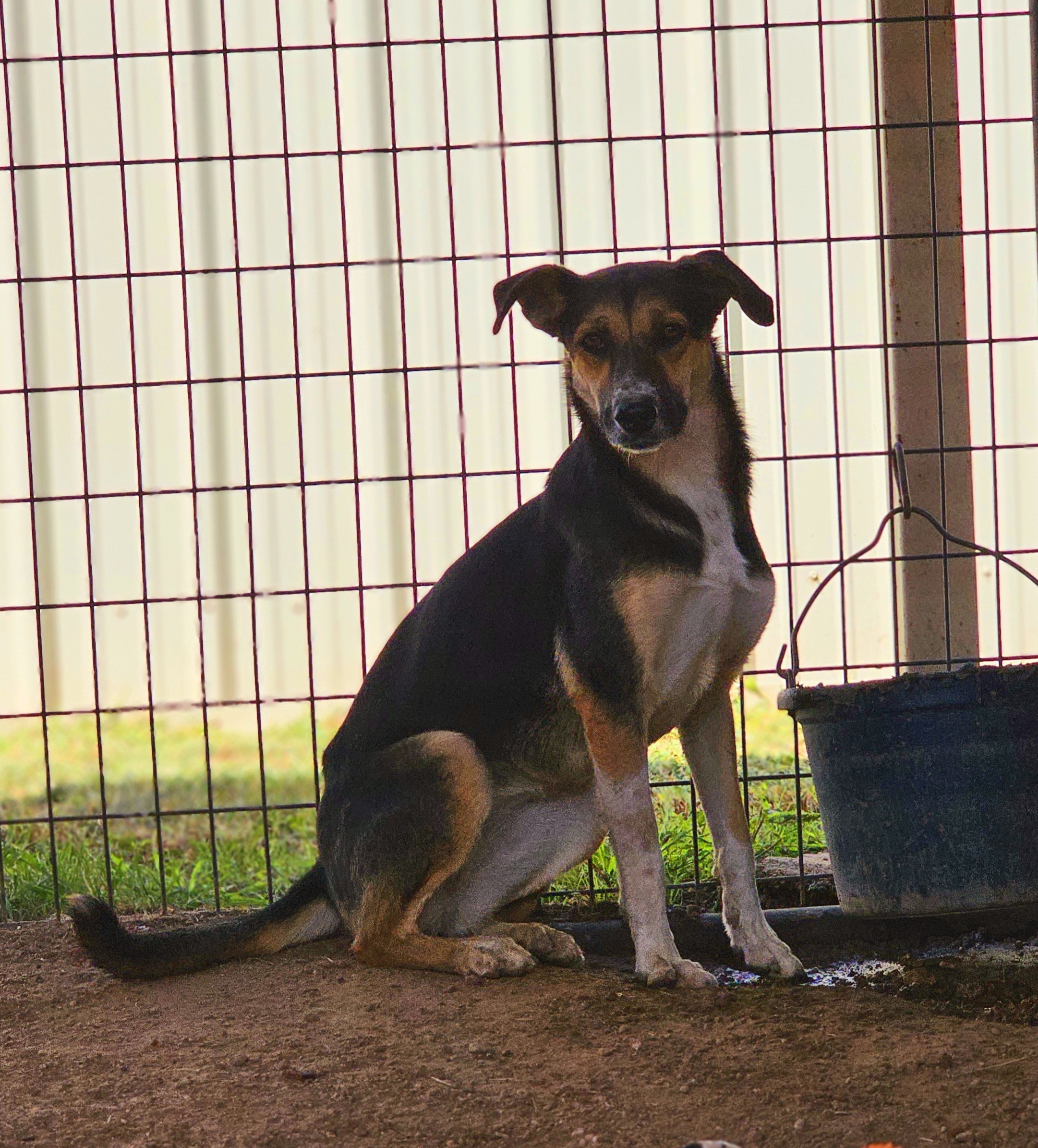 Elaine, an adoptable Australian Cattle Dog / Blue Heeler, German Shepherd Dog in San Angelo , TX, 76904 | Photo Image 4
