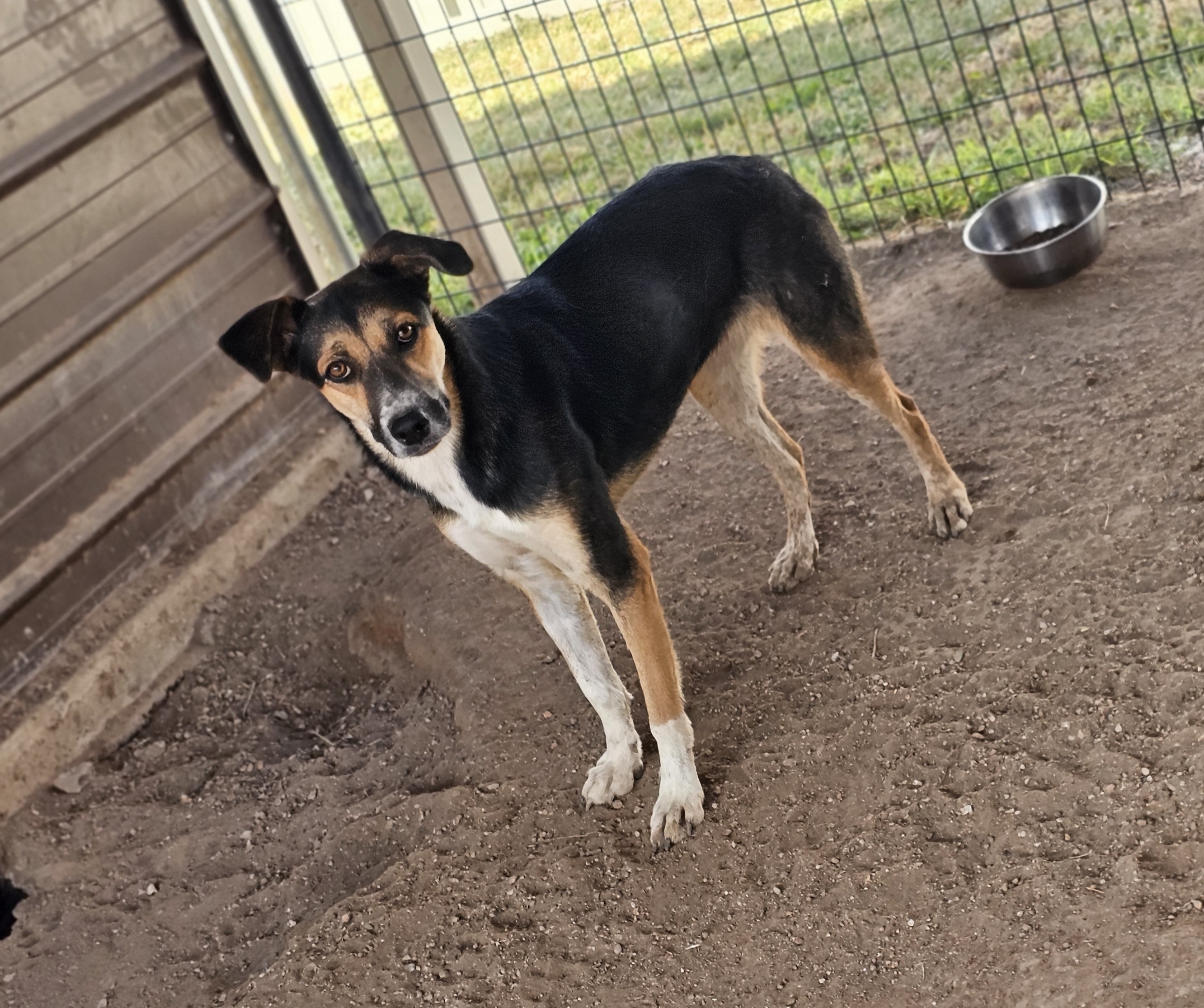 Elaine, an adoptable Australian Cattle Dog / Blue Heeler, German Shepherd Dog in San Angelo , TX, 76904 | Photo Image 5