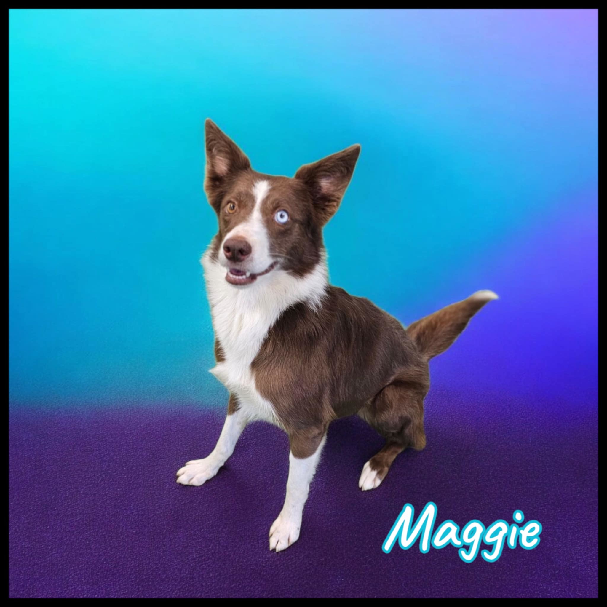 Maggie, an adoptable Border Collie in San Angelo , TX, 76904 | Photo Image 1