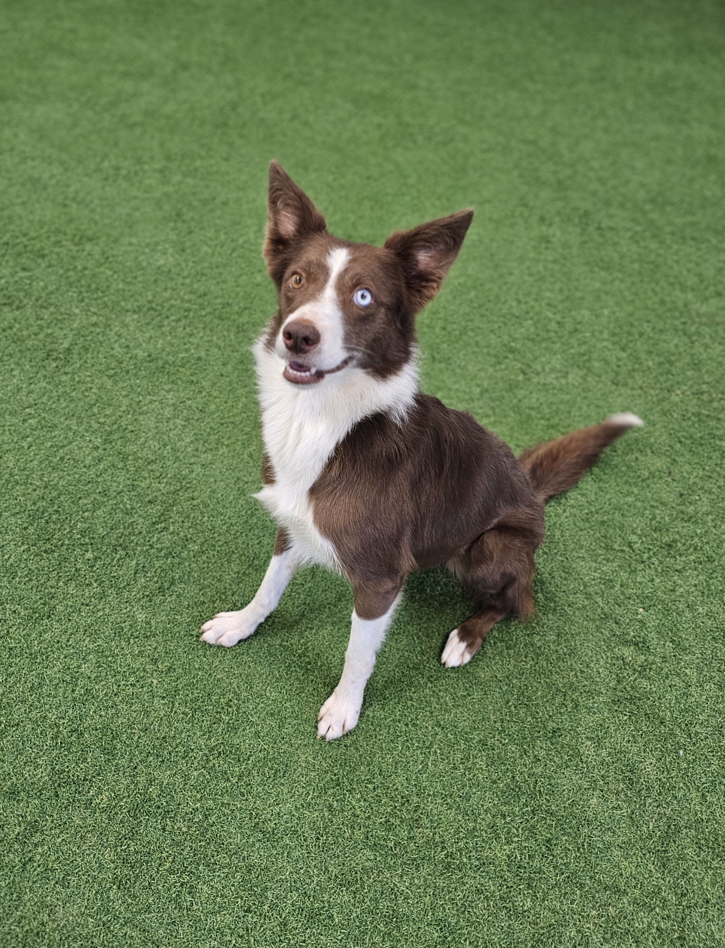 Maggie, an adoptable Border Collie in San Angelo , TX, 76904 | Photo Image 2