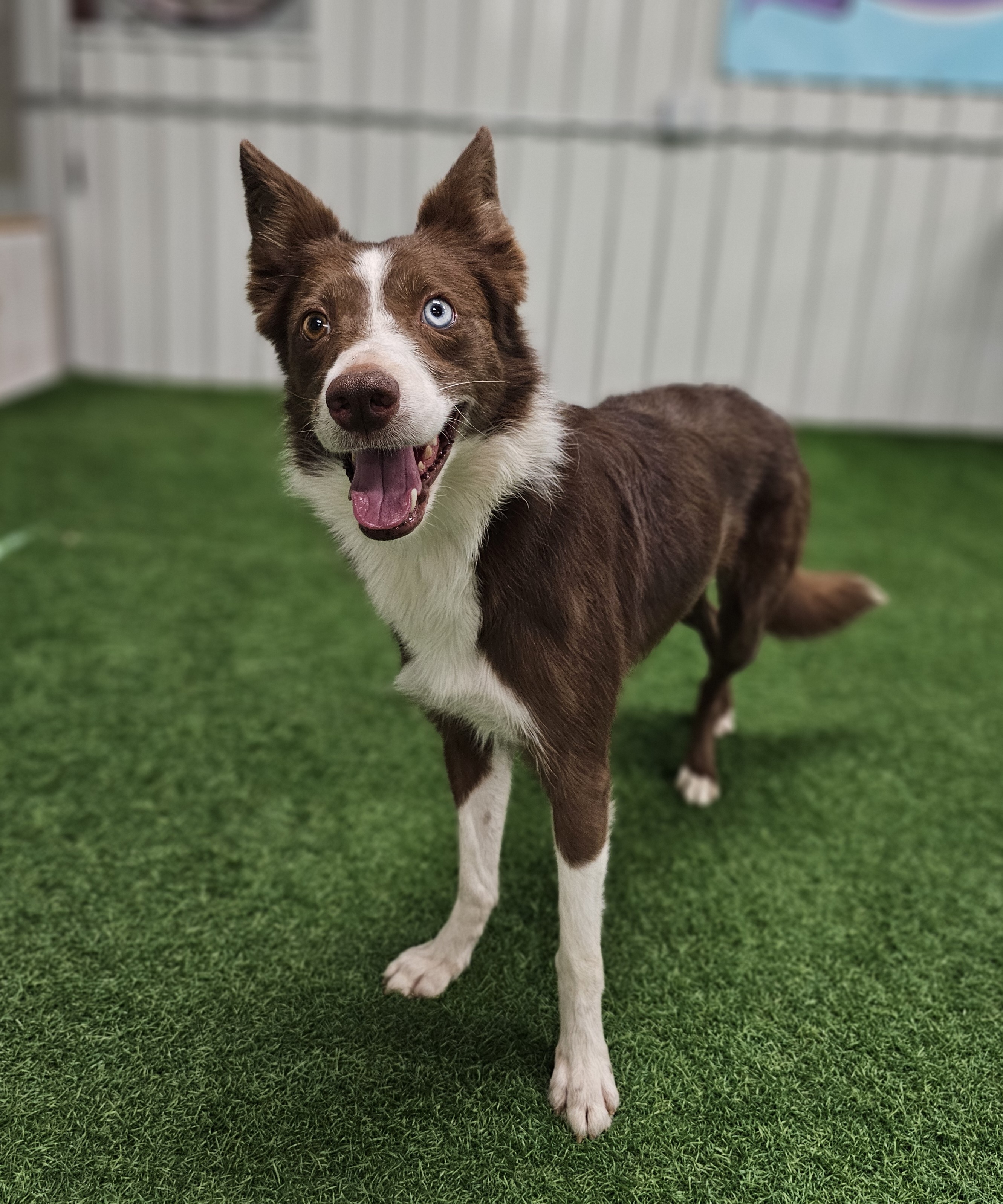 Maggie, an adoptable Border Collie in San Angelo , TX, 76904 | Photo Image 3