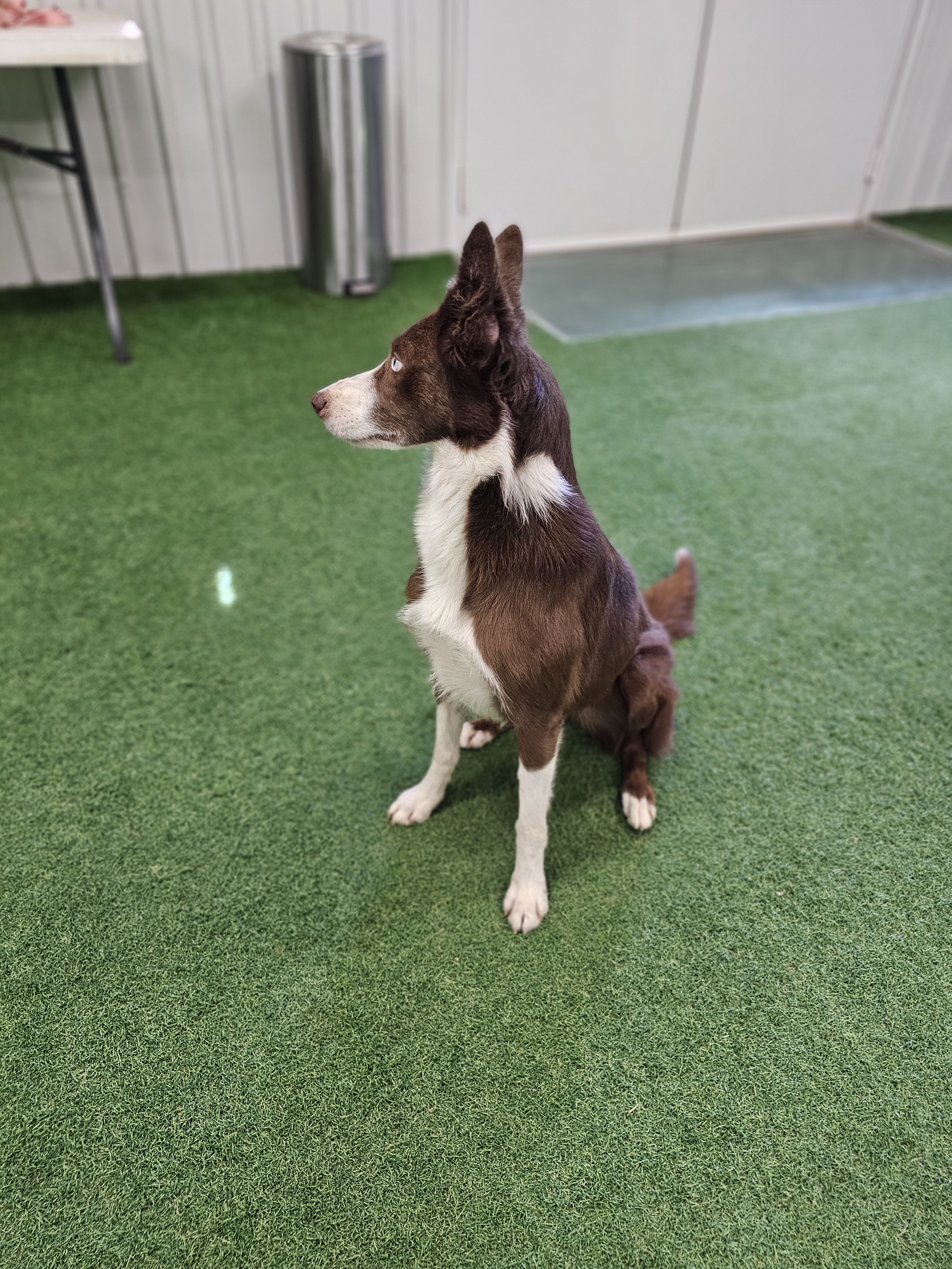 Maggie, an adoptable Border Collie in San Angelo , TX, 76904 | Photo Image 4