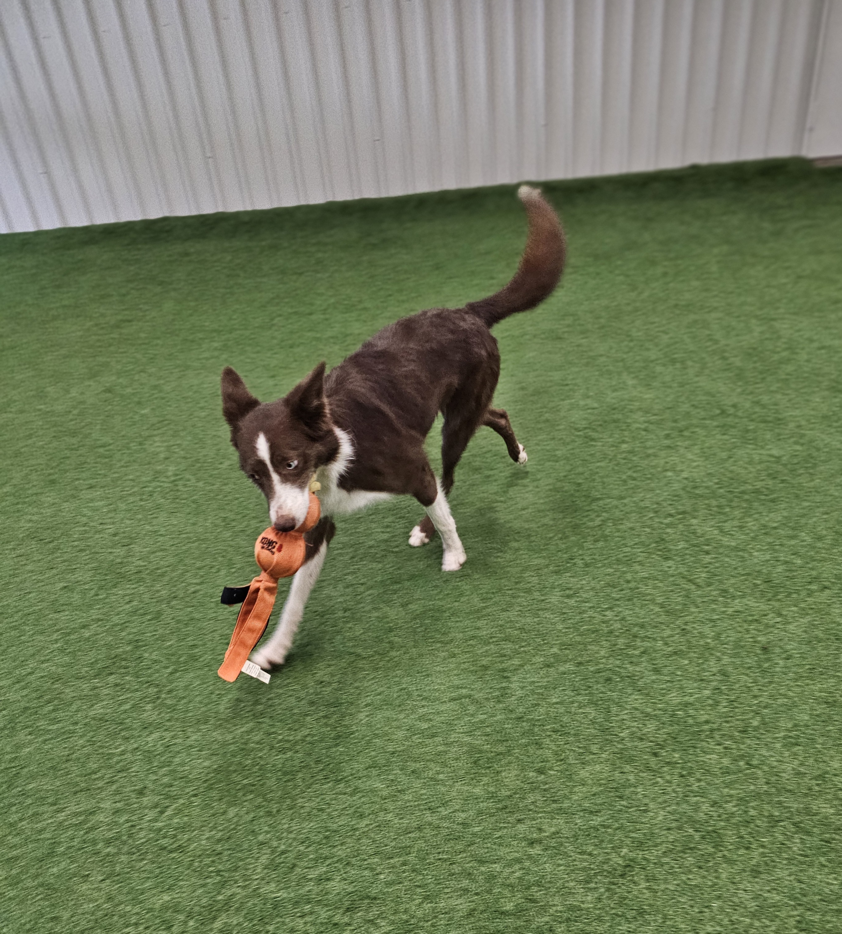 Maggie, an adoptable Border Collie in San Angelo , TX, 76904 | Photo Image 5