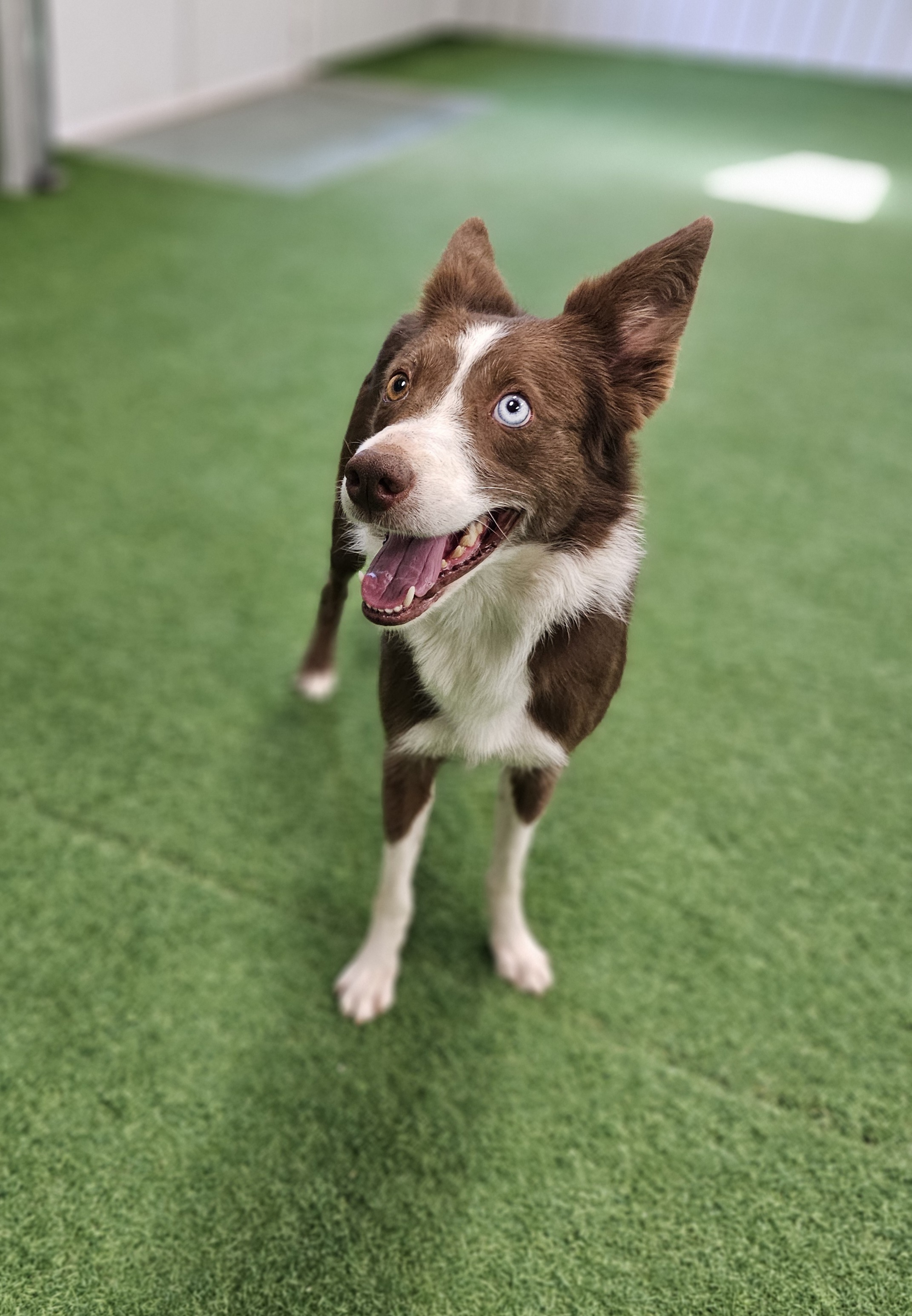 Maggie, an adoptable Border Collie in San Angelo , TX, 76904 | Photo Image 6