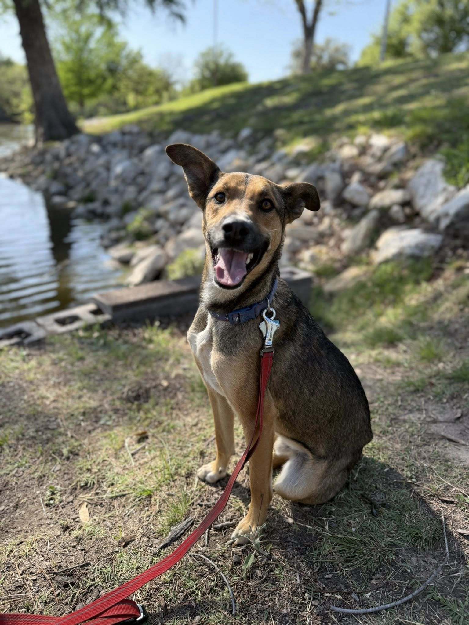Kramer, an adoptable German Shepherd Dog in San Angelo , TX, 76904 | Photo Image 1