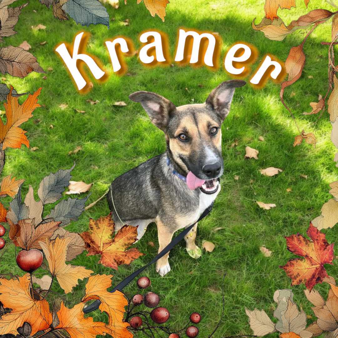 Kramer, an adoptable German Shepherd Dog in San Angelo , TX, 76904 | Photo Image 2