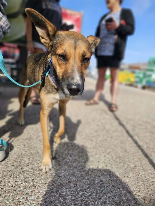 Kramer, an adoptable German Shepherd Dog in San Angelo , TX, 76904 | Photo Image 3
