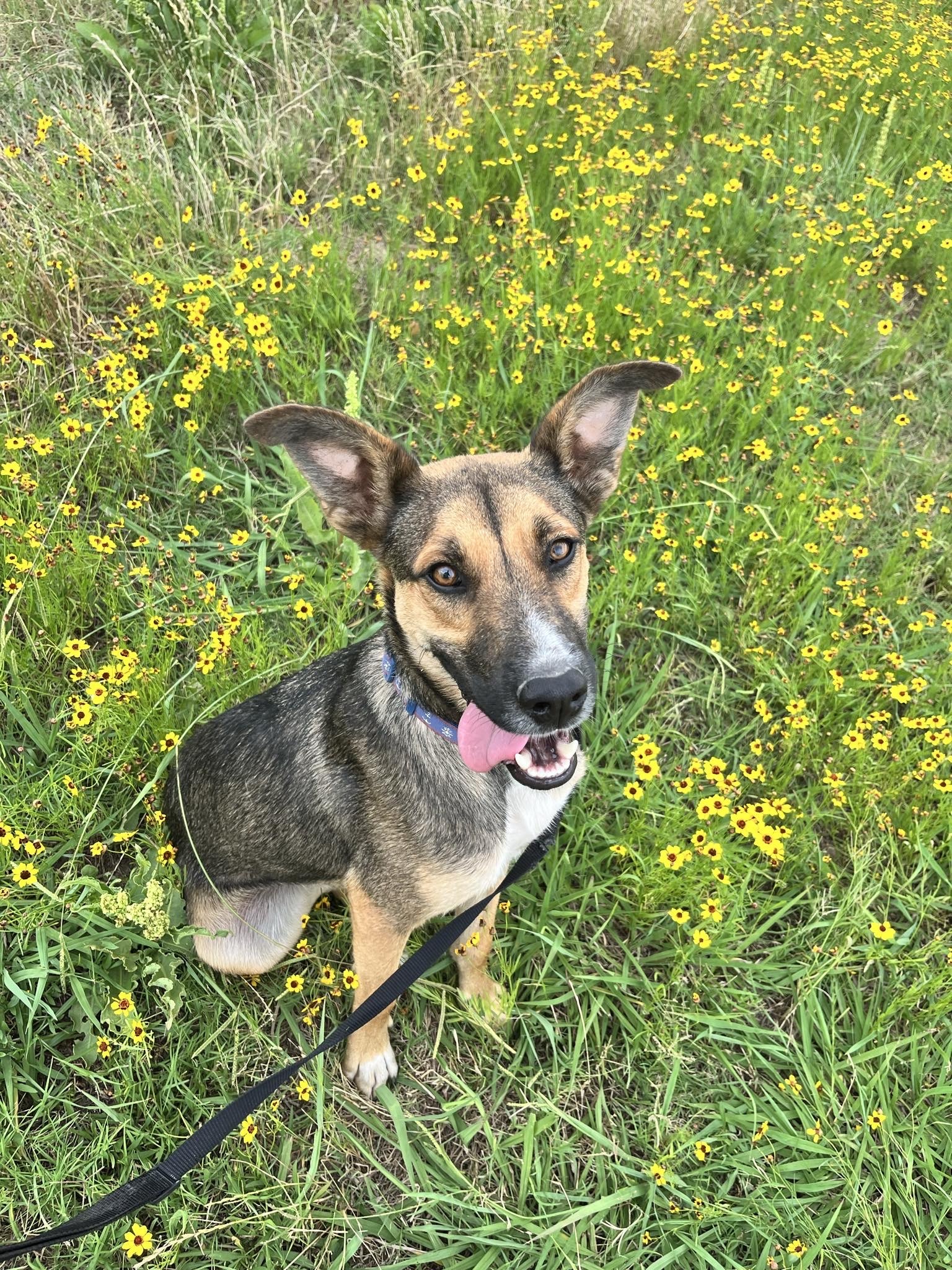 Kramer, an adoptable German Shepherd Dog in San Angelo , TX, 76904 | Photo Image 4