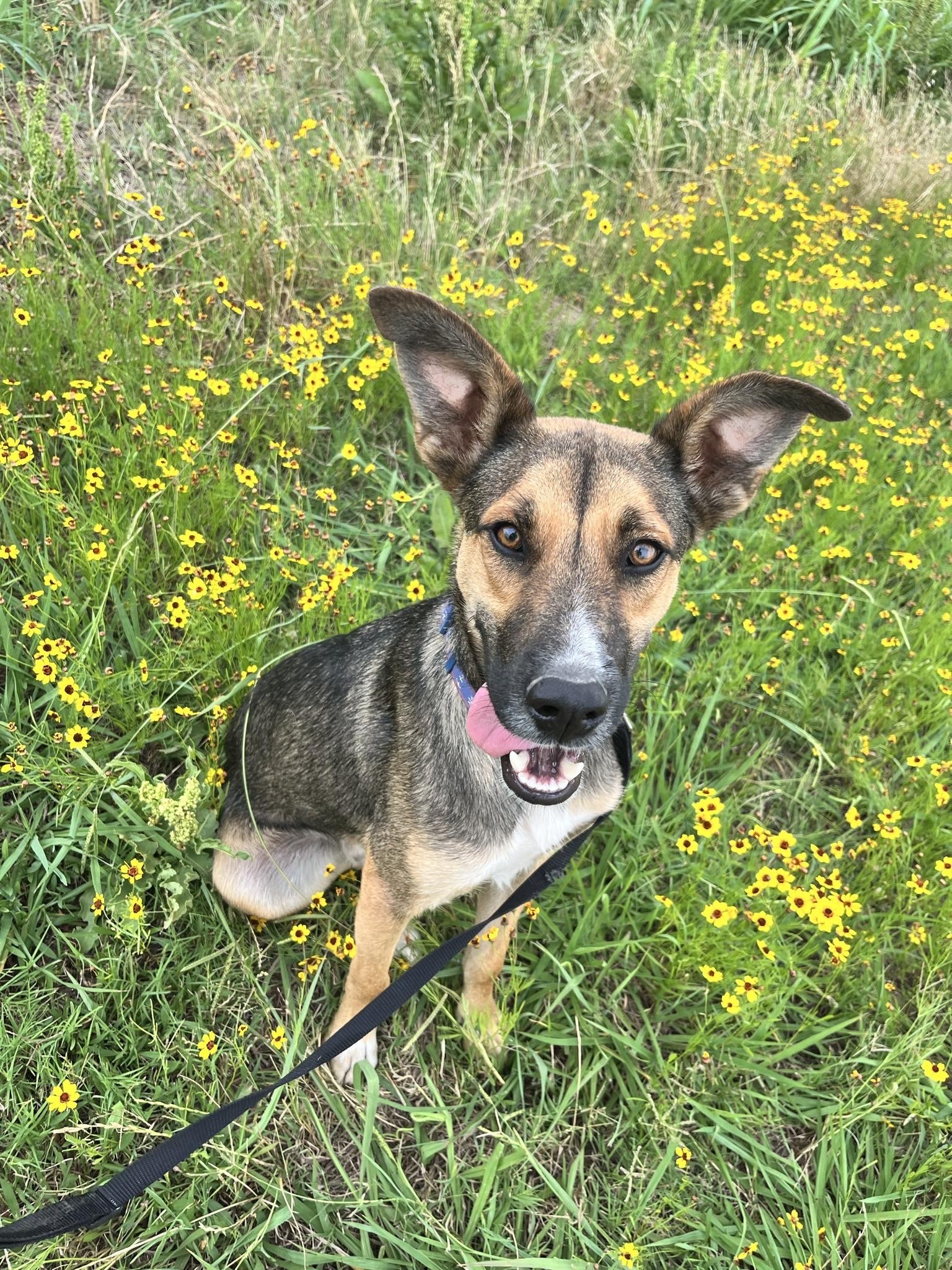 Kramer, an adoptable German Shepherd Dog in San Angelo , TX, 76904 | Photo Image 5