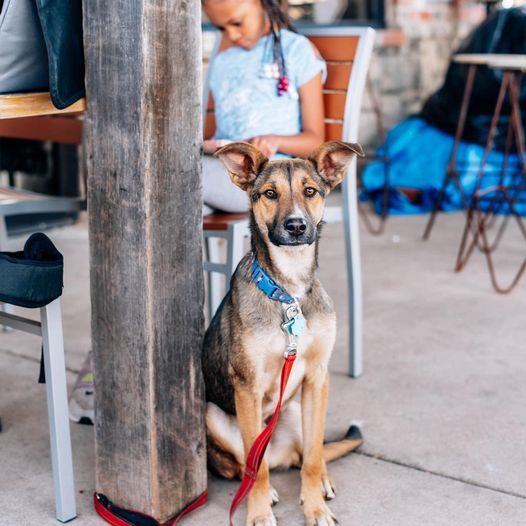 Kramer, an adoptable German Shepherd Dog in San Angelo , TX, 76904 | Photo Image 6