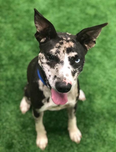 Penny, an adoptable Catahoula Leopard Dog in San Angelo , TX, 76904 | Photo Image 1