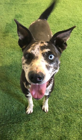 Penny, an adoptable Catahoula Leopard Dog in San Angelo , TX, 76904 | Photo Image 2