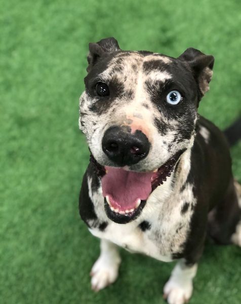 Penny, an adoptable Catahoula Leopard Dog in San Angelo , TX, 76904 | Photo Image 3