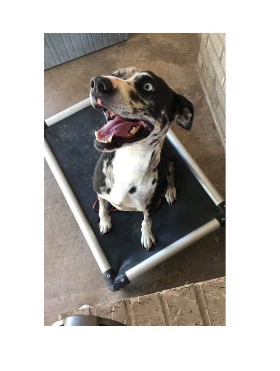 Penny, an adoptable Catahoula Leopard Dog in San Angelo , TX, 76904 | Photo Image 4