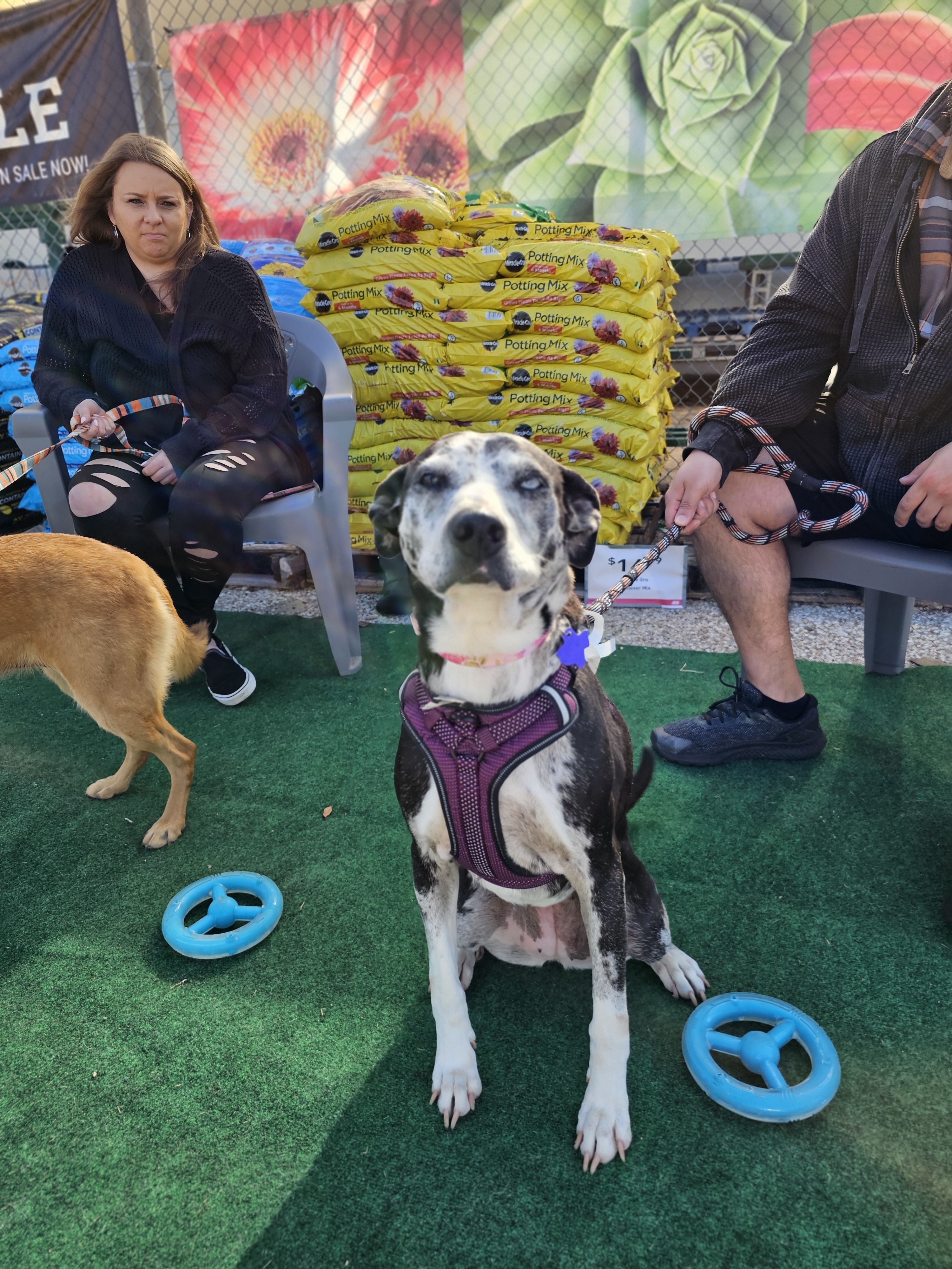 Penny, an adoptable Catahoula Leopard Dog in San Angelo , TX, 76904 | Photo Image 5