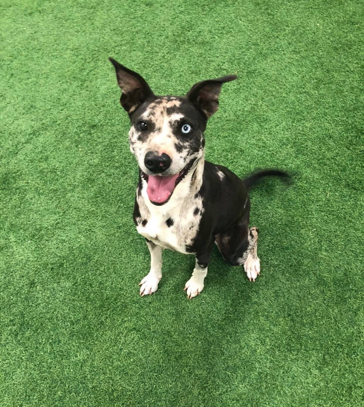 Penny, an adoptable Catahoula Leopard Dog in San Angelo , TX, 76904 | Photo Image 6