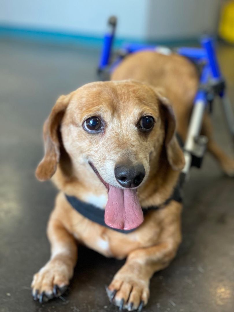 Dusty, an adoptable Dachshund in San Angelo , TX, 76904 | Photo Image 1