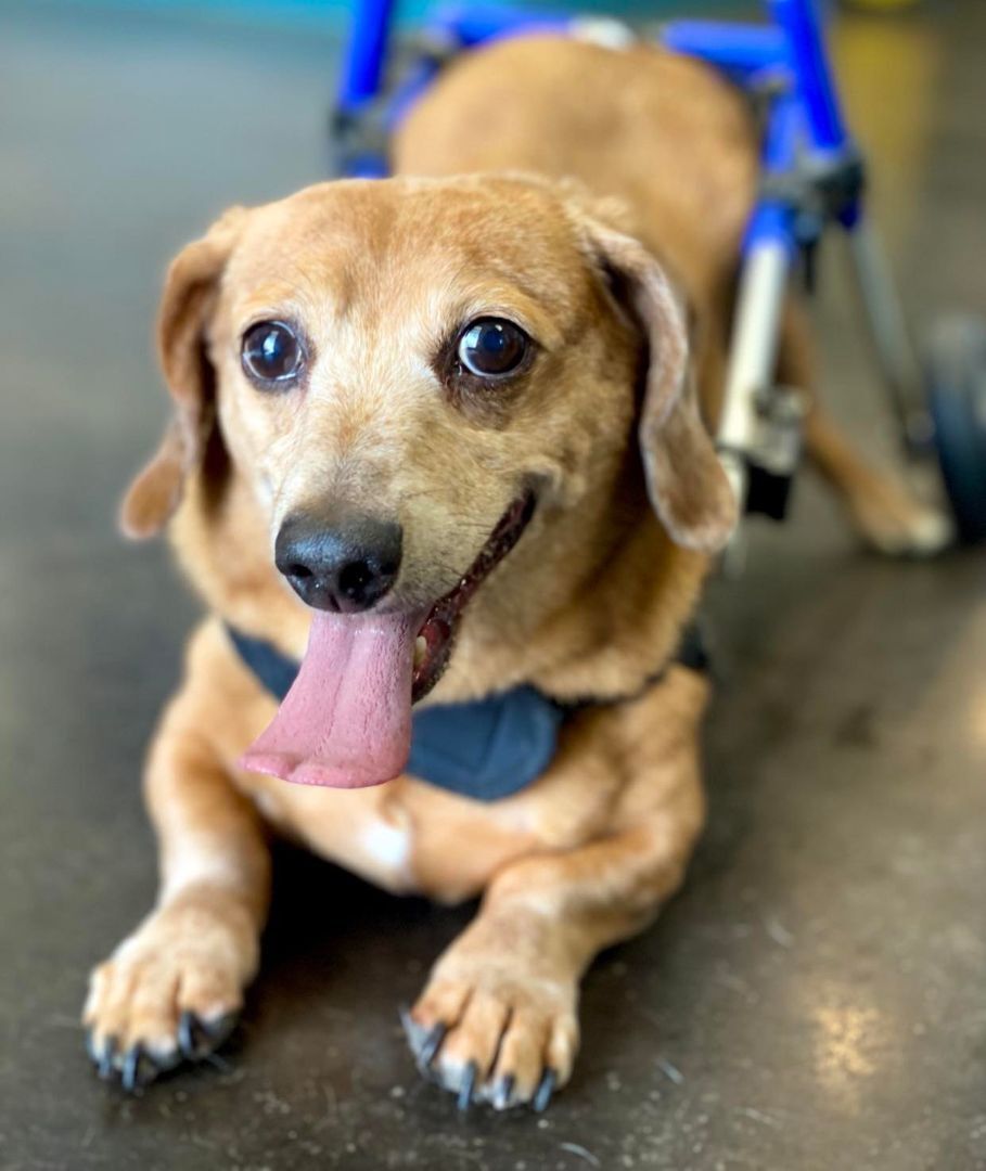 Dusty, an adoptable Dachshund in San Angelo , TX, 76904 | Photo Image 2