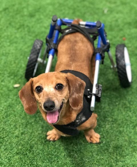 Dusty, an adoptable Dachshund in San Angelo , TX, 76904 | Photo Image 3