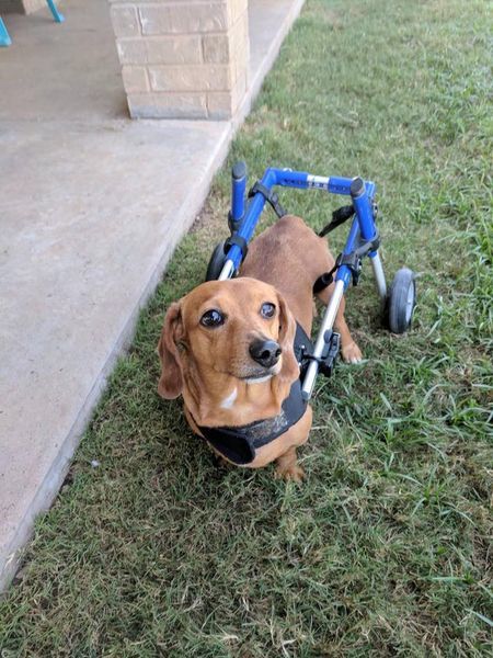 Dusty, an adoptable Dachshund in San Angelo , TX, 76904 | Photo Image 4
