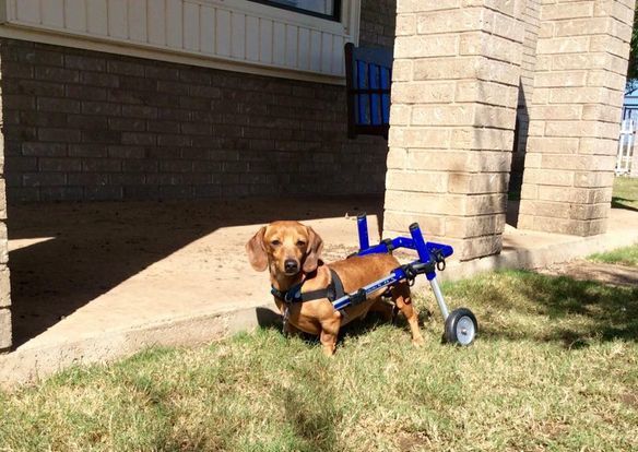 Dusty, an adoptable Dachshund in San Angelo , TX, 76904 | Photo Image 5