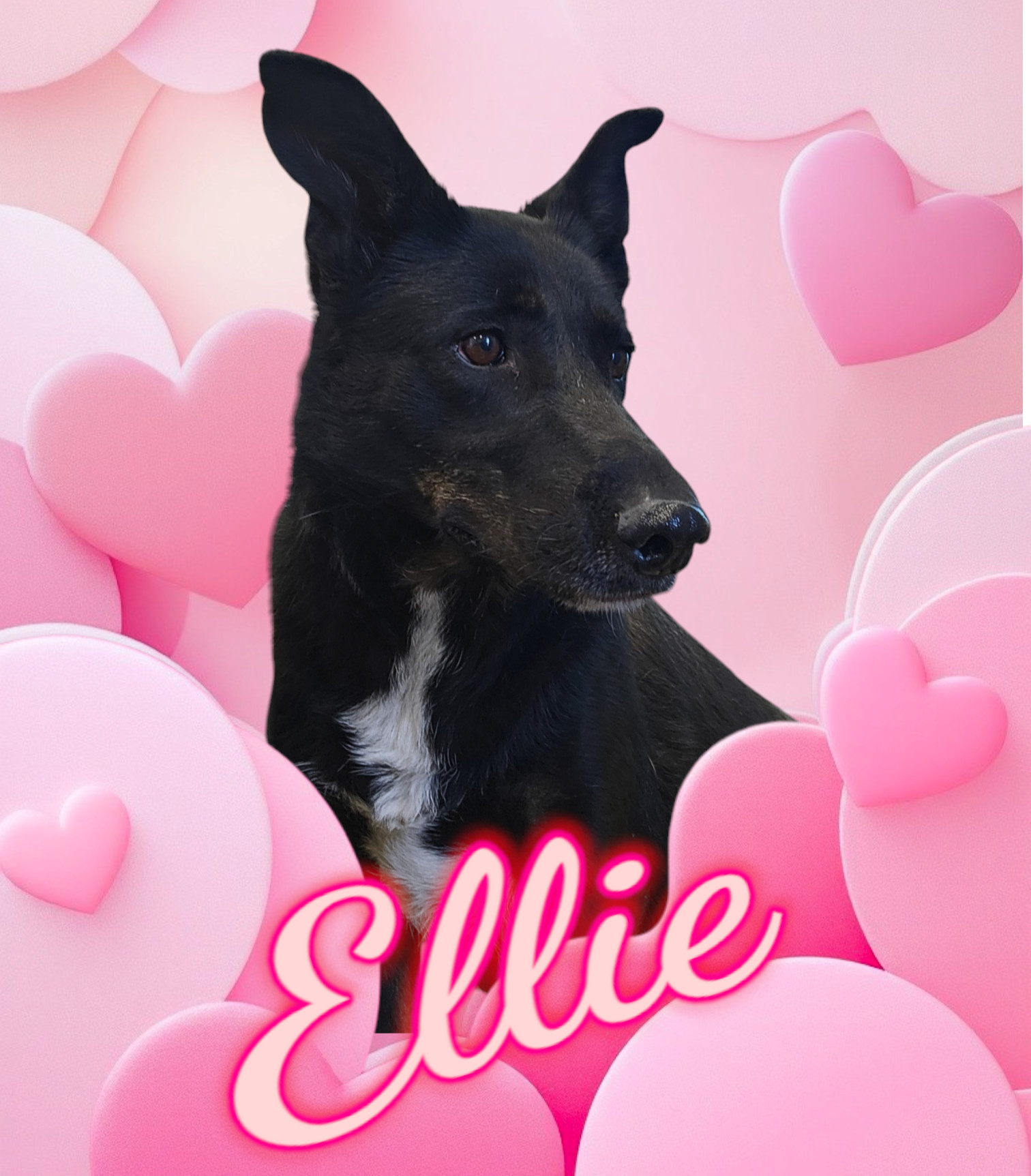Ellie, an adoptable Husky, German Shepherd Dog in San Angelo , TX, 76904 | Photo Image 1