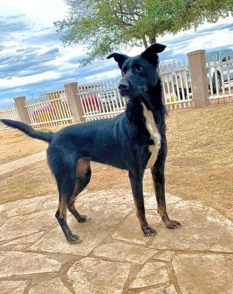 Ellie, an adoptable Husky, German Shepherd Dog in San Angelo , TX, 76904 | Photo Image 2