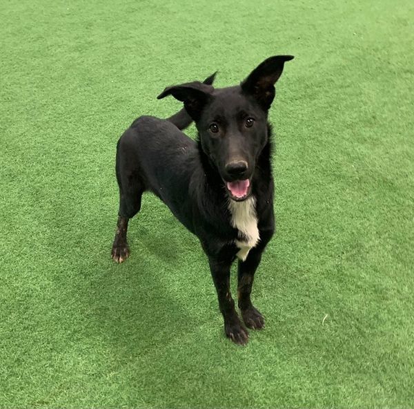 Ellie, an adoptable Husky, German Shepherd Dog in San Angelo , TX, 76904 | Photo Image 3