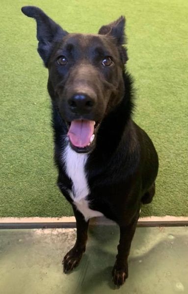 Ellie, an adoptable Husky, German Shepherd Dog in San Angelo , TX, 76904 | Photo Image 4