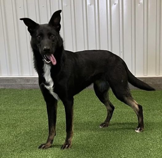 Ellie, an adoptable Husky, German Shepherd Dog in San Angelo , TX, 76904 | Photo Image 5