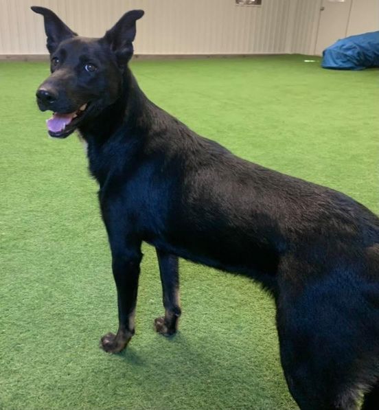 Ellie, an adoptable Husky, German Shepherd Dog in San Angelo , TX, 76904 | Photo Image 6